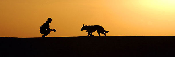 Passear Com Cachorros